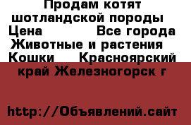 Продам котят шотландской породы › Цена ­ 2 000 - Все города Животные и растения » Кошки   . Красноярский край,Железногорск г.